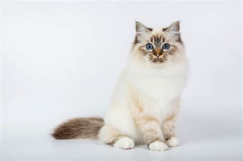 How Much Does A Birman Cat Cost 2022 Price Guide Hepper