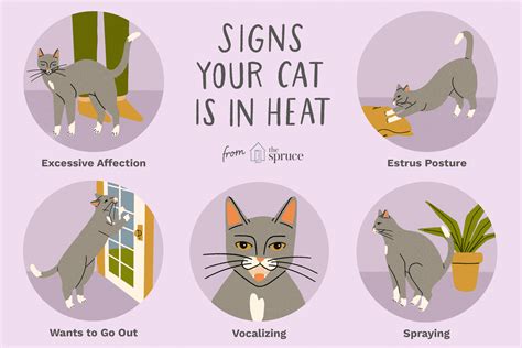 It's a period of hormonal changes that prepare a cat's body for breeding and giving birth. Signs Your Cat Is in Heat