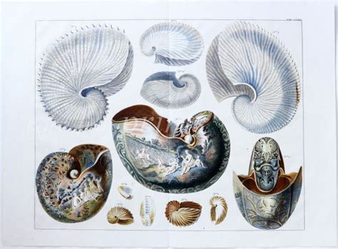 Seba Folio Conchology The Chambered Nautilus And Paper Nautilus