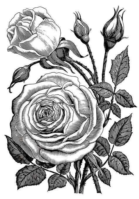 Rose Adobe Ideas On Behance Vintage Botanical Prints Botanical