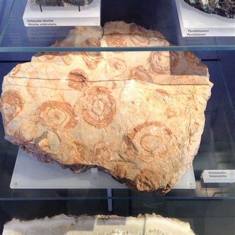 Stromatolite Stromatolites Are Fossils Of Some Of The Oldest Forms Of