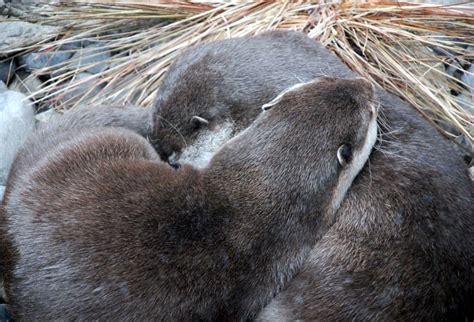 Otter Cuddle And Nap Otters Otter Love Pet Birds