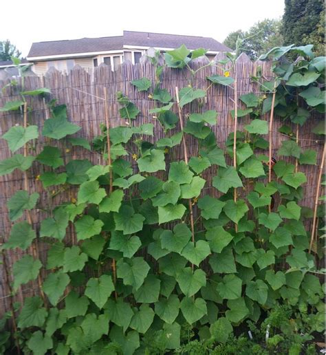 Cucumbers Plant Care And Collection Of Varieties