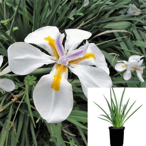Moraea Iridioides 1gallon Plant African Iris Plant Dietes Iridioides F