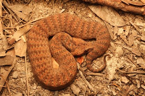 Common Death Adder South East Snake Catcher Gold Coast