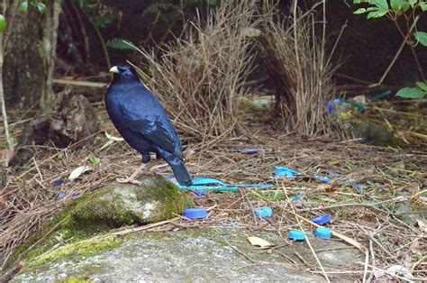 Bowerbird Symbolism And Meaning Totem Spirit And Omens Pet News Live