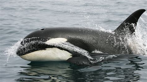Canada Regulations Regarding Protecting Killer Whale In Southern
