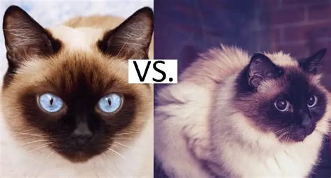 Siamese Vs Birman Cat Whats The Difference With Pictures