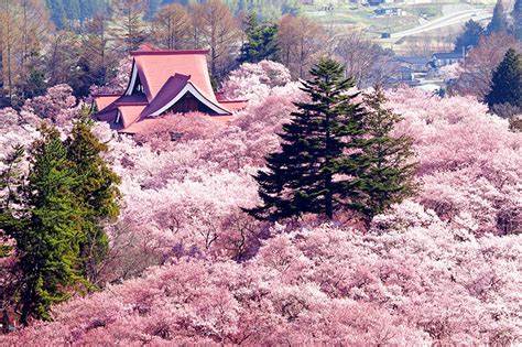 日本三大桜名所のひとつ、天下第一の桜と称される長野県伊那市の高遠城址公園｜トリドリ