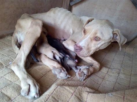 Pregnant Pit Bull Found Chained To A Tree Had No Help While Giving Birth