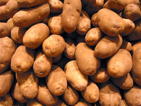 Potato Free Stock Photo Image Picture Potatoes Tubers Royalty