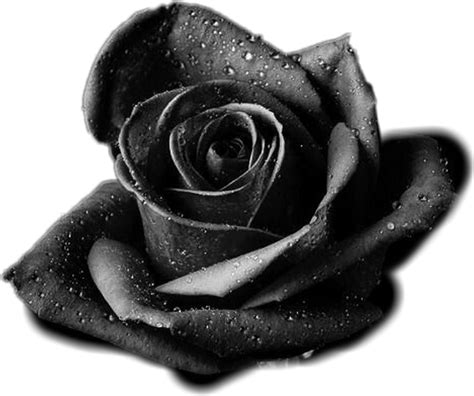 Vector Black And White Rose Png Photo Image Png Arts