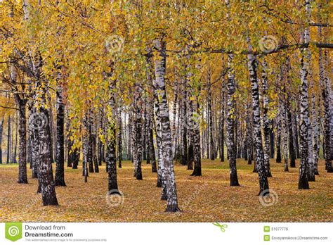 Birch Forest Autumn Day Stock Image Image Of October 51077779