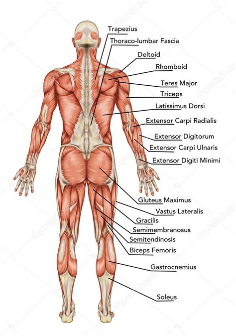 Muscle tissue is also found inside of the heart, digestive organs, and blood vessels. Download royalty-free Anatomy of male muscular system ...