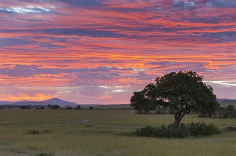 Maasai Mara Sunset Landscape Stock Image Image Of Park Maasai 88522977