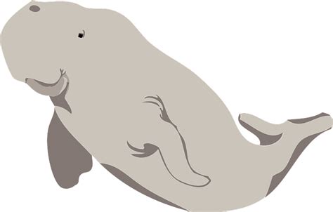 Beluga Whale Clipart Free Download Transparent Png Creazilla