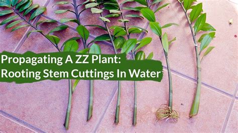 How To Propagate A Zz Plant How To Propagate A Zz Plant Joy Us Garden