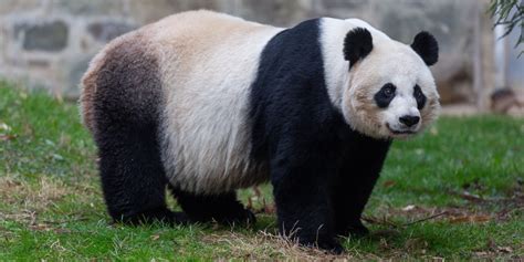 National Zoo Says Female Giant Panda May Be Expecting Another Cub The