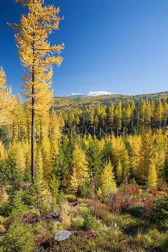 Larch Trees In Fall Color In Lolo National Forest In Montana