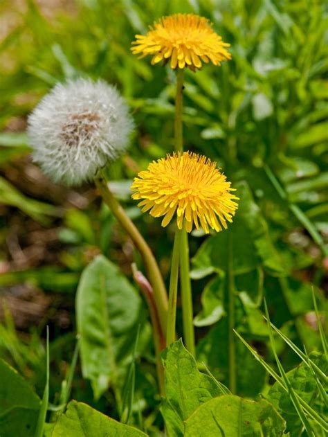 11 Common Lawn Weeds To Destroy Before Sowing New Grass