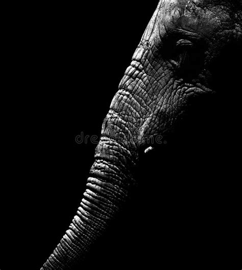African Elephant In Black And White Stock Photo Image Of Pachyderm