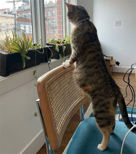 85 Week Pregnant Mamma Cat Checking Out Whats Going On Outside Rcat