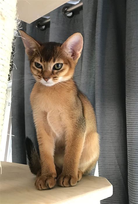No Not A Mountain Lion A Ruddy Abyssinian Kitten Captivating Cats с