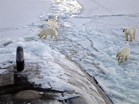 Many Hungry Polar Bears Are Causing Problems For A Russian Village
