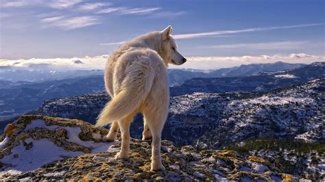 Looking for the best wallpapers? White Wolf Wallpapers - Wallpaper Cave