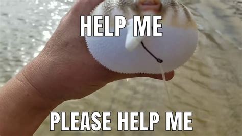 Pufferfish Meme Youtube