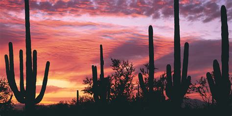 Get matched with top tree removal services in tucson, az. Desert Tourism in Tucson, AZ for a Three Day Weekend ...