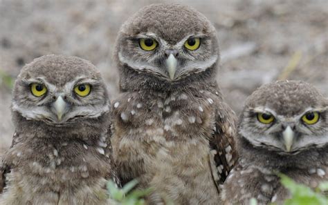 Gallery For Burrowing Owl Babies