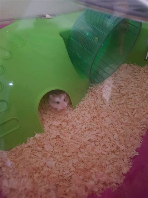 Roborovski Dwarf Hamster And Pink Cage Free To A Loving Home In