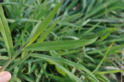 Dallisgrass Vs Crabgrass Key Differences Turfandtill