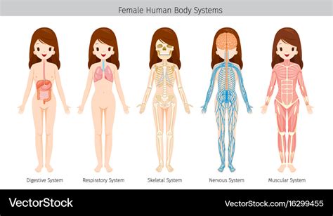 Female Human Anatomy Body Systems Royalty Free Vector Image