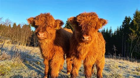 Scottish Highland Cattle In Finland Morning Frost And Cows Youtube