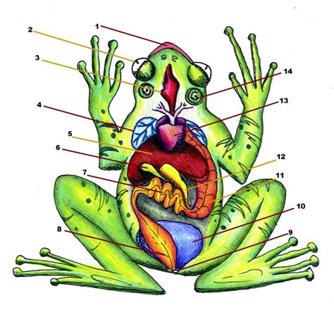 How To Draw A Diagram Of Frog Anatomy Learn About Nature