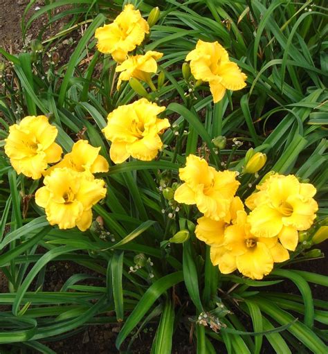 Plant Preview Companion Planting With Daylilies