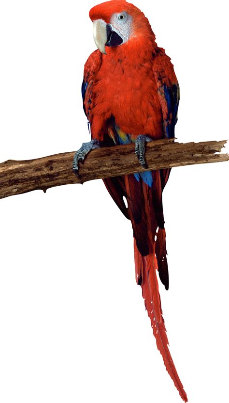 Parrot Png Image Free Download
