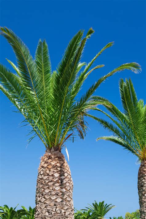 Palm Trees Free Stock Photo Public Domain Pictures