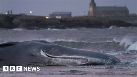 Sperm Whale Dies Close To Northumberland Shore Bbc News