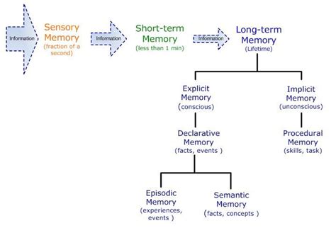 Types Of Memory Types Of Memory Psychology Notes Memories
