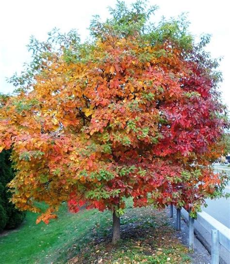 Best Trees For Fall Foliage Westchester Tree Life