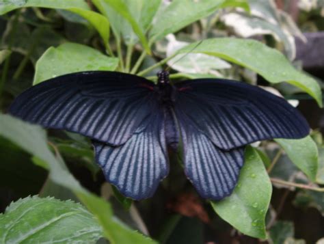 Black Butterfly Butterfly Pictures Beautiful Butterflies Black