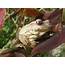 Cuban Tree Frog Facts Characteristics Habitat And More  Animal Place