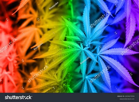 1484 Rainbow Cannabis Images Stock Photos And Vectors Shutterstock