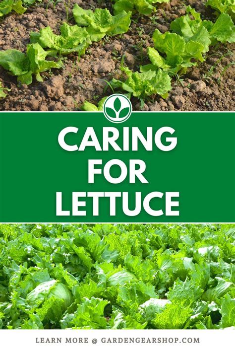 caring for lettuce planting lettuce lettuce seeds growing lettuce growing fruit types of