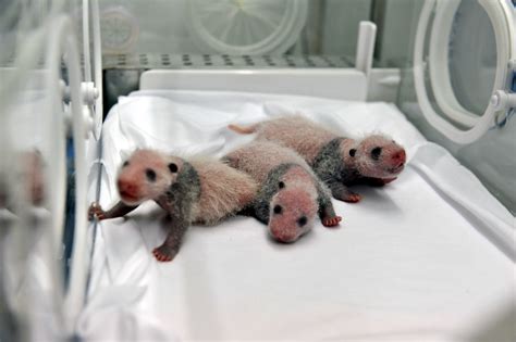 Try Not To Click On This Story Includes Baby Pandas