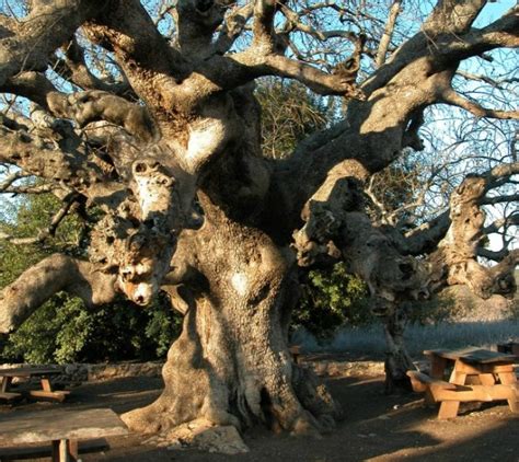 The Top 10 Most Amazing Trees In Israel Israel21c