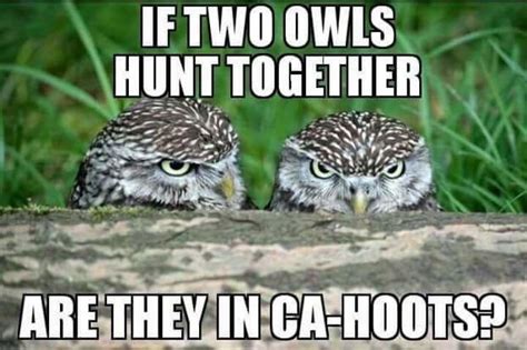 Pin By Patrick Doyle On Humorous Cartoon And Quotes Funny Owls Owl